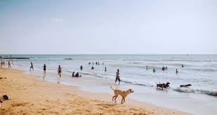 Escorts Near Me in Morjim near Morjim Beach in Goa